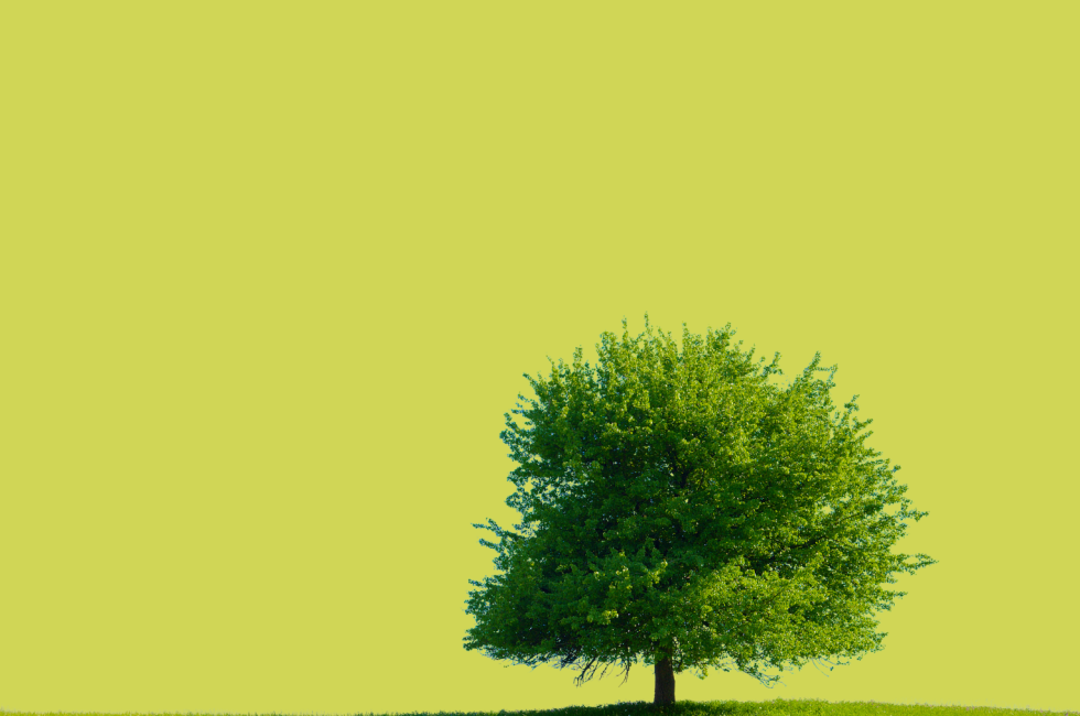 DIMORARE TRA GLI ALBERI NEI BOSCHI O IN CITTÀ