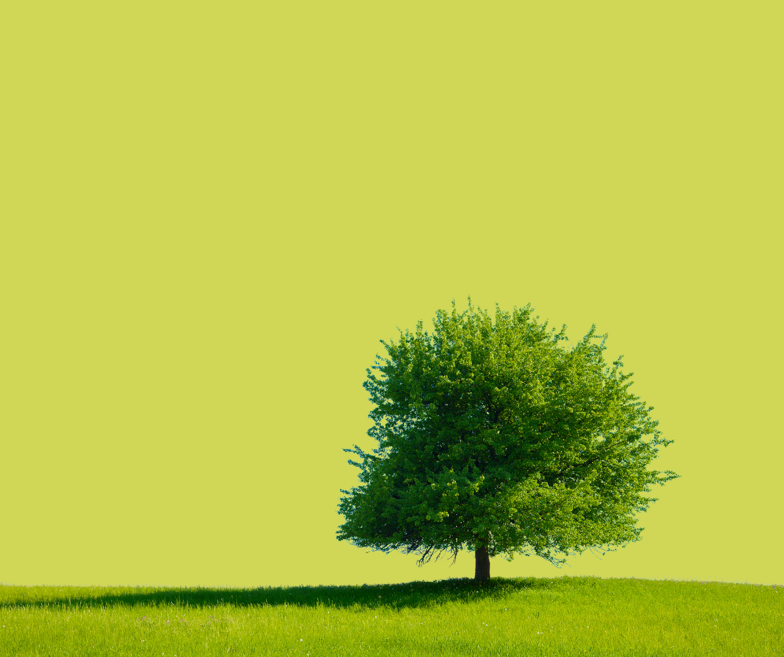 DIMORARE TRA GLI ALBERI NEI BOSCHI O IN CITTÀ